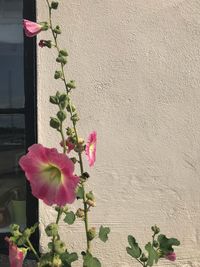 Pink flowering plant against wall