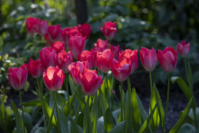 Close-up of pink tulips in field