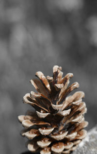 Close-up of pine cone on plant