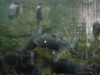 Fish swimming in aquarium