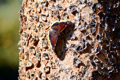 Close-up of butterfly on tree trunk on sunny day
