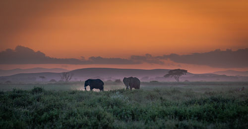 Horses on field during sunset