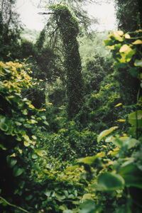 Low angle view of trees in forest