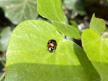 Close-up of ladybug on leaf