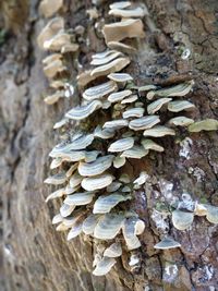 Close-up of mushrooms growing on tree trunk