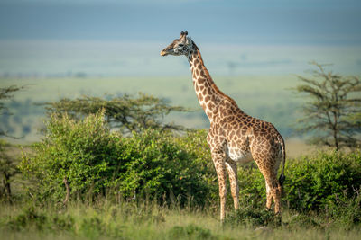 Masai giraffe stands by bushes in sunshine