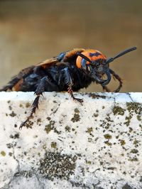 Close-up of insect on land