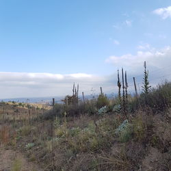 Plants growing on land against sky