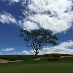 Tree on golf course against sky