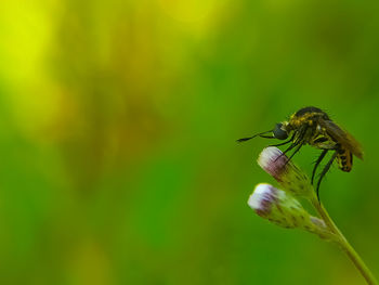 Close-up of insect on flower