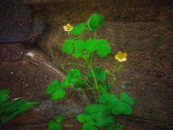 High angle view of ivy growing on plant