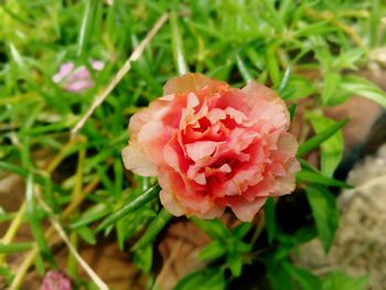 Close-up of pink rose flower