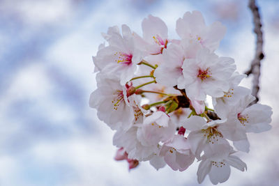 Close-up of cherry blossom