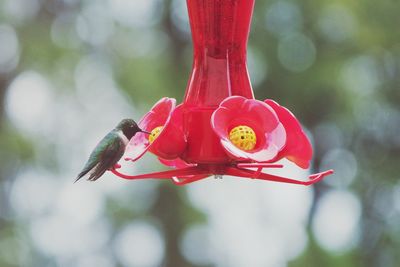 Close-up of red bird perching on feeder