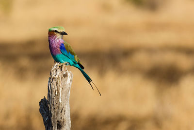 Close-up of bird perching on wooden post