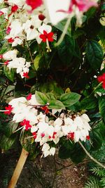 Close-up of white flowers blooming on tree