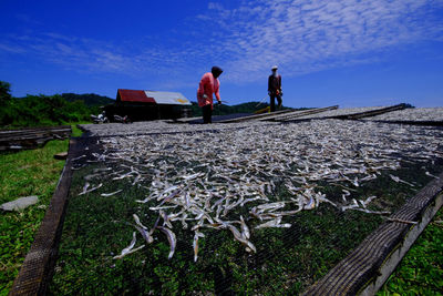 Coastal residents are drying anchovy on the beach, lhok seudu, aceh besar, aceh on 30 mai 2020. 