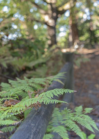 Close-up of leaves on tree trunk in forest