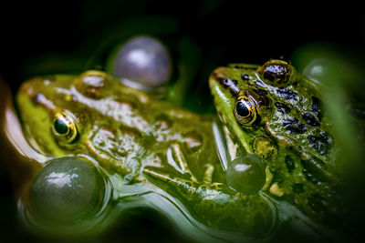 Close-up of frog in water