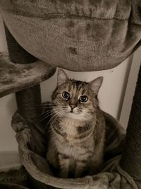 Portrait of cat sitting on floor