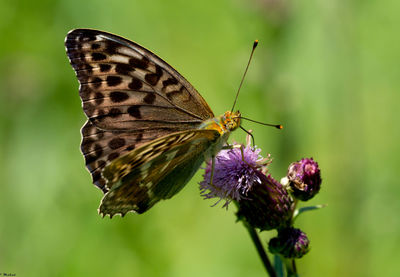 Butterfly perching on thistle