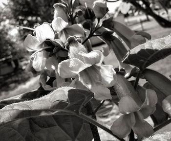 Close-up of flowers