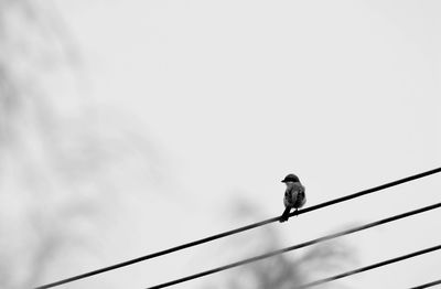 Low angle view of bird perching on power line