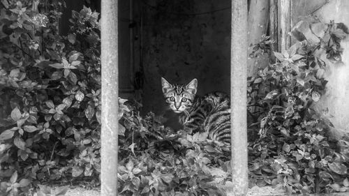 Portrait of cat sitting by plants