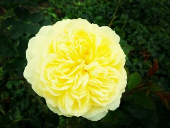 Close-up of yellow rose