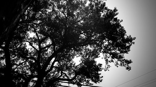 Low angle view of trees against sky