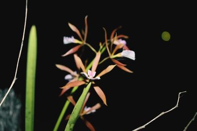 Close-up of plant at night