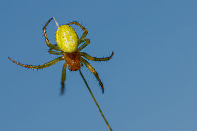 Close-up of spider on plant against clear blue sky