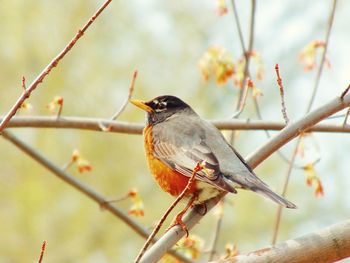 Close-up of bird perching on branch