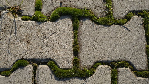 Close-up of moss on wall