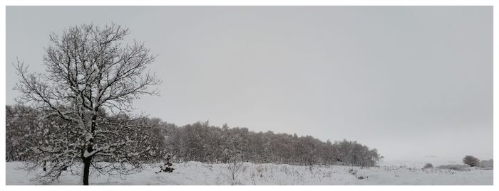 Bare trees on field