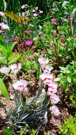 Pink flowers blooming in park