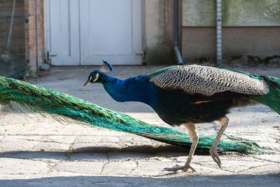 Close-up of peacock on wall