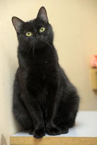 Portrait of black cat sitting on table