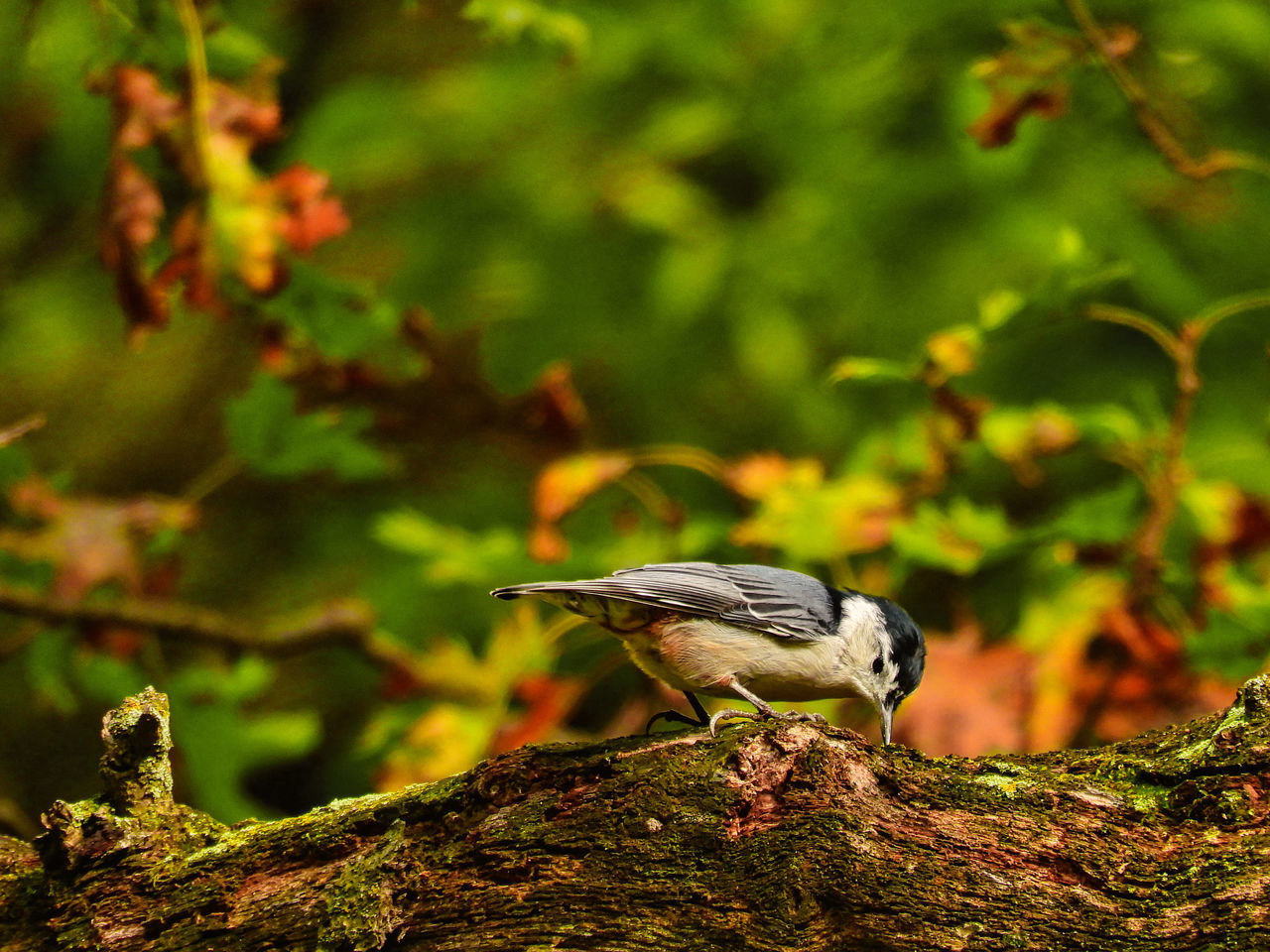 BIRD PERCHING ON A BRANCH