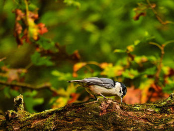 Close-up of bird perching on branch