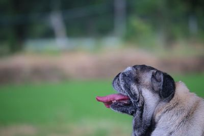 Close-up of a dog