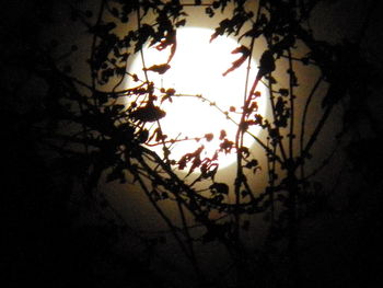 Low angle view of trees at night