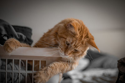 Cat relaxing in basket at home