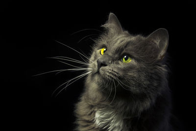 Close-up of cat against black background