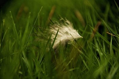 Close-up of feather on grass