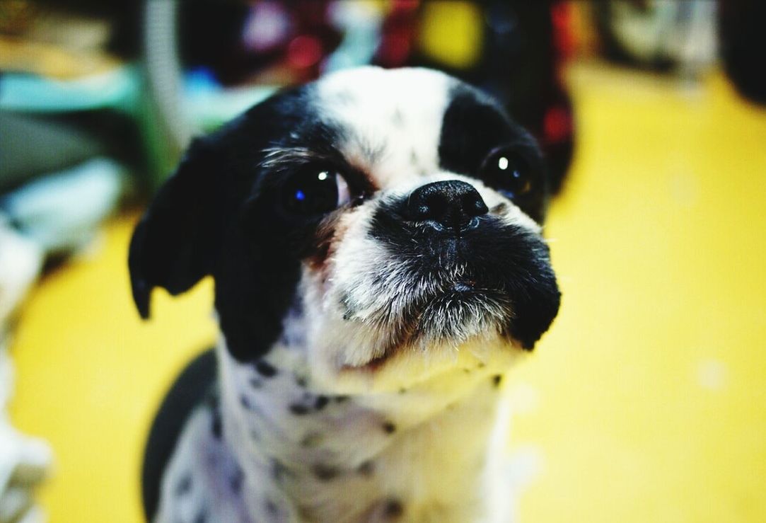 pets, one animal, domestic animals, dog, animal themes, mammal, portrait, looking at camera, focus on foreground, close-up, black color, indoors, animal head, selective focus, no people, alertness, black, day, zoology