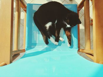 Dog standing by swimming pool