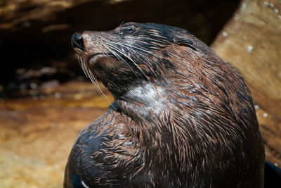 Close-up of an animal