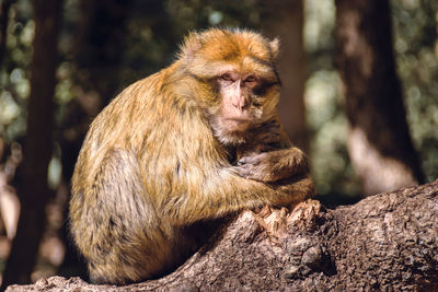 Close-up portrait of monkey sitting on tree