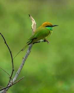 Bird perching on twig